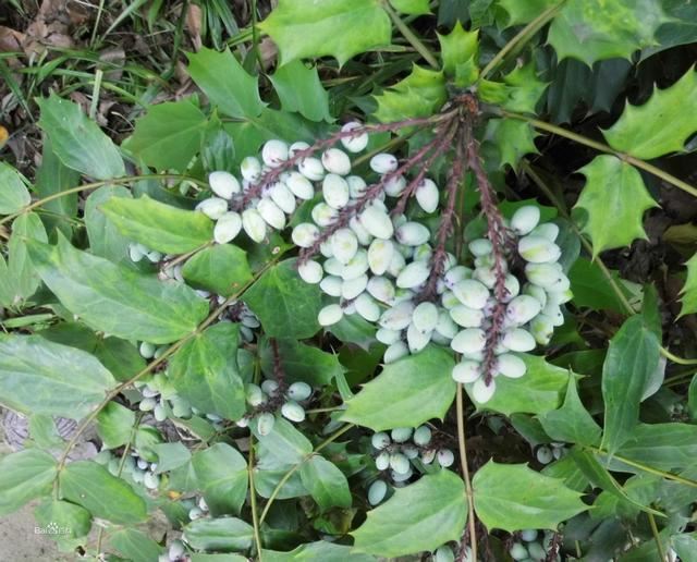 十大功劳可做盆栽,园林种植,花黄色 十大功劳可做盆栽,园林种植,花黄色