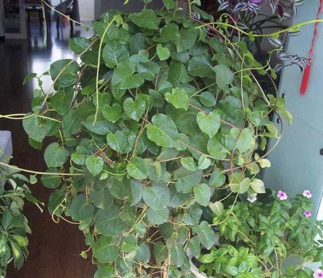 1种特别的植物，生长在瓦房上，人称“藤三七”，枝条窜到5米长
