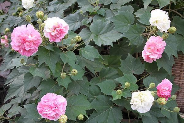 芙蓉花，花初开时为纯白色，后变为深红色，为稀有的名贵品种