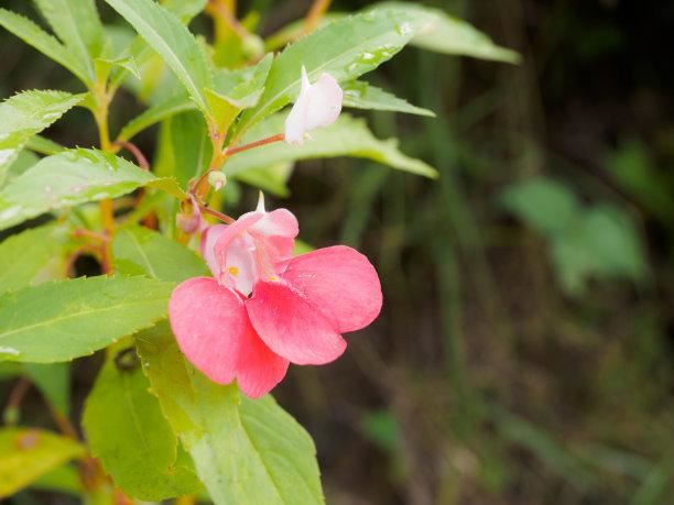 凤仙花别名指甲花，在各地庭园广泛栽培，白色、粉红色或紫色