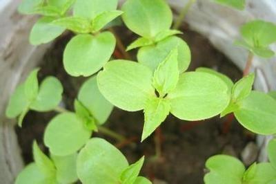 凤仙花别名指甲花，在各地庭园广泛栽培，白色、粉红色或紫色