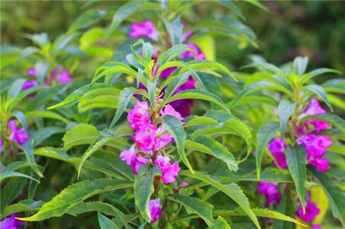 凤仙花别名指甲花，在各地庭园广泛栽培，白色、粉红色或紫色