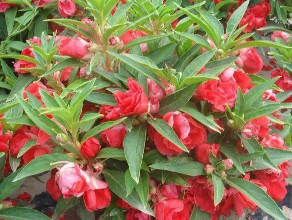 凤仙花别名指甲花，在各地庭园广泛栽培，白色、粉红色或紫色