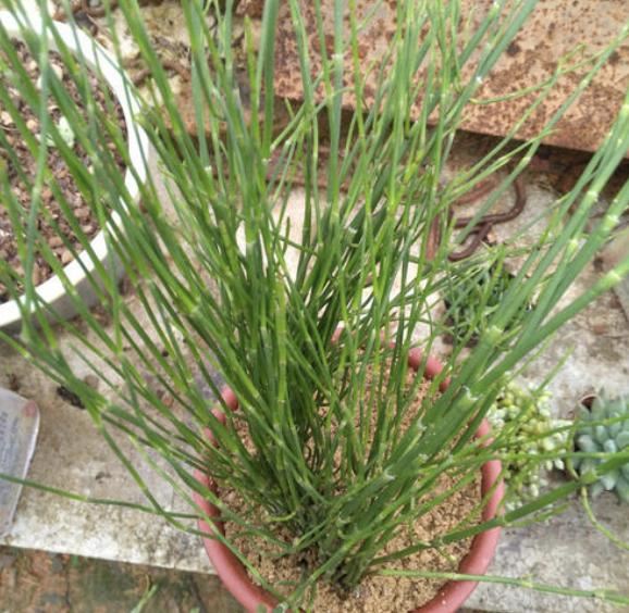 2种植物常被当成“野草”，花店老板娘却拔了“20棵”，卖18元