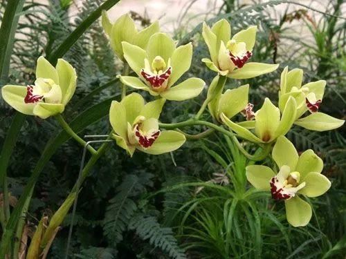 中国十大名花之君子之花：兰花的品种鉴赏及管理技术