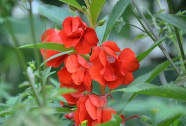 凤仙花别名指甲花，在各地庭园广泛栽培，白色、粉红色或紫色