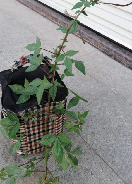 野外植物名字听着吓人，其实超有趣，大部分人童年都玩过它