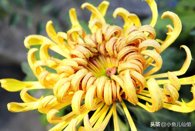 手把手教你种菊花！抓紧四大关键环节，产量大、效益高