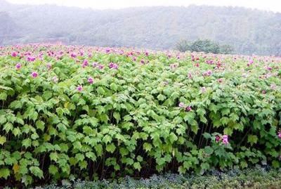 芙蓉花，花初开时为纯白色，后变为深红色，为稀有的名贵品种