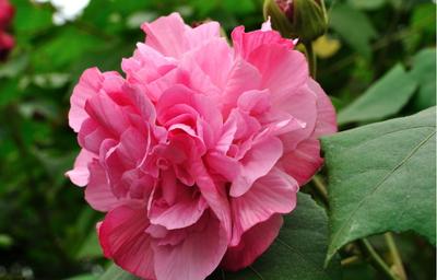 芙蓉花，花初开时为纯白色，后变为深红色，为稀有的名贵品种