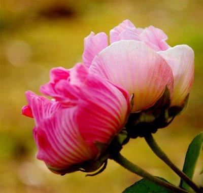 芙蓉花，花初开时为纯白色，后变为深红色，为稀有的名贵品种