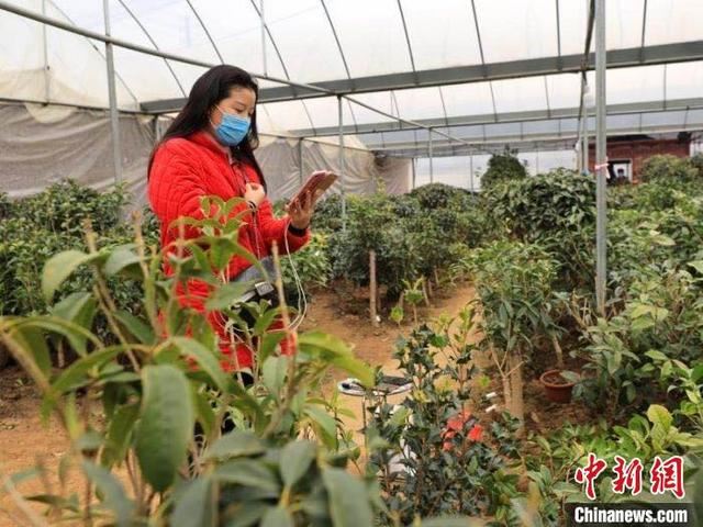 “中国淘宝镇”日发50万件包裹:江苏沭阳花木“疫”路俏销 “中国淘宝镇”日发50万件包裹:江苏沭阳花木“疫”路俏销