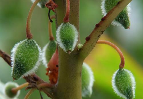凤仙花别名指甲花，在各地庭园广泛栽培，白色、粉红色或紫色