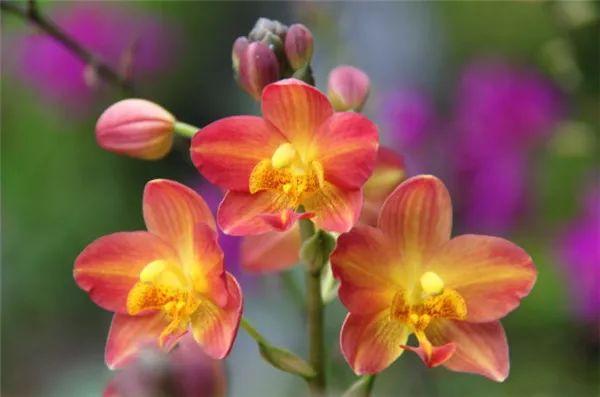 中国十大名花之君子之花：兰花的品种鉴赏及管理技术