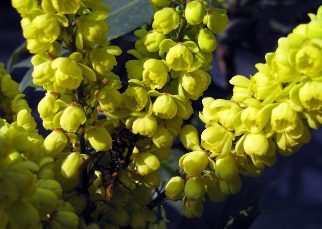 十大功劳可做盆栽,园林种植,花黄色 十大功劳可做盆栽,园林种植,花黄色