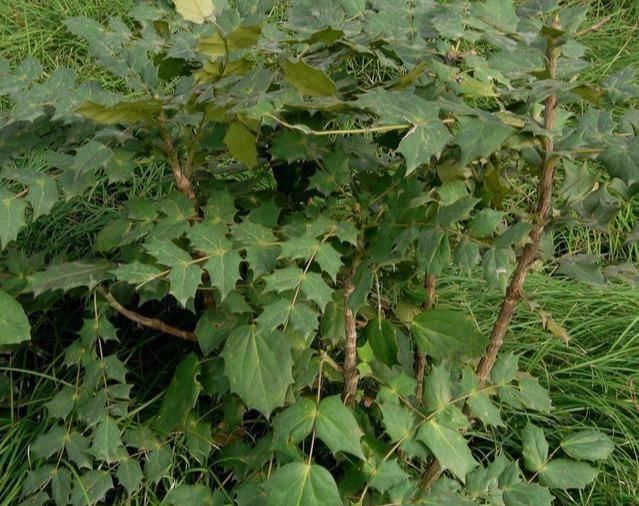 十大功劳可做盆栽,园林种植,花黄色 十大功劳可做盆栽,园林种植,花黄色