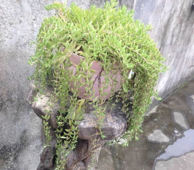 2种植物常被当成“野草”，花店老板娘却拔了“20棵”，卖18元