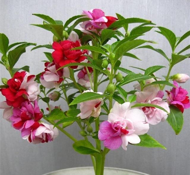 凤仙花别名指甲花，在各地庭园广泛栽培，白色、粉红色或紫色