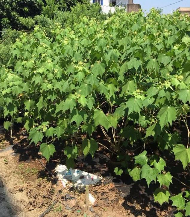 芙蓉花，花初开时为纯白色，后变为深红色，为稀有的名贵品种