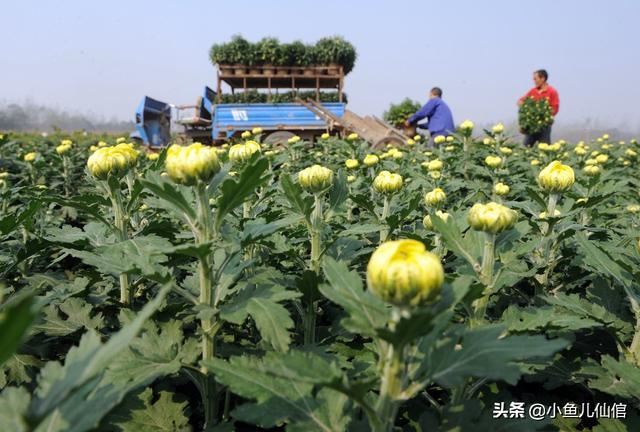 手把手教你种菊花！抓紧四大关键环节，产量大、效益高