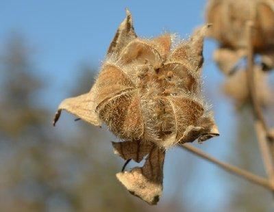 芙蓉花，花初开时为纯白色，后变为深红色，为稀有的名贵品种