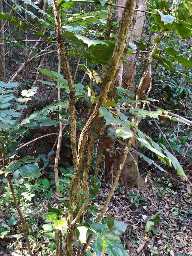 十大功劳可做盆栽,园林种植,花黄色 十大功劳可做盆栽,园林种植,花黄色