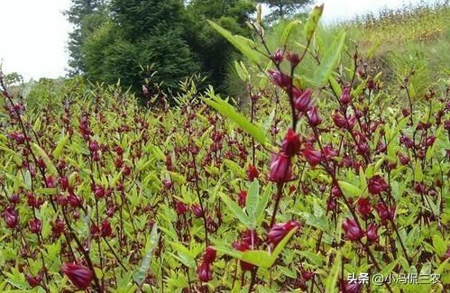 洛神果种植技巧：洛神果价值极高，掌握几招，收获高产洛神果