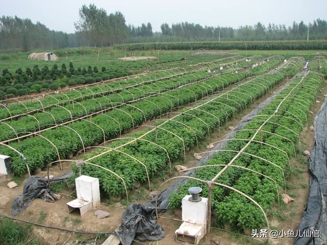 手把手教你种菊花！抓紧四大关键环节，产量大、效益高