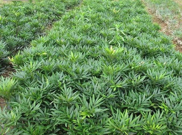 十大功劳可做盆栽,园林种植,花黄色 十大功劳可做盆栽,园林种植,花黄色