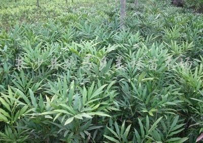 十大功劳可做盆栽,园林种植,花黄色 十大功劳可做盆栽,园林种植,花黄色