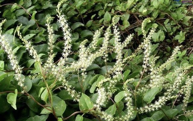 1种特别的植物，生长在瓦房上，人称“藤三七”，枝条窜到5米长