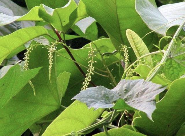 1种特别的植物，生长在瓦房上，人称“藤三七”，枝条窜到5米长
