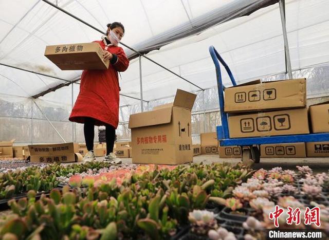 “中国淘宝镇”日发50万件包裹:江苏沭阳花木“疫”路俏销 “中国淘宝镇”日发50万件包裹:江苏沭阳花木“疫”路俏销