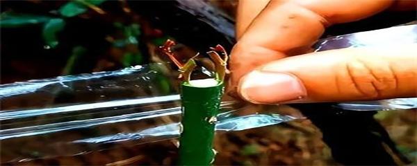 月季嫁接时间和方法