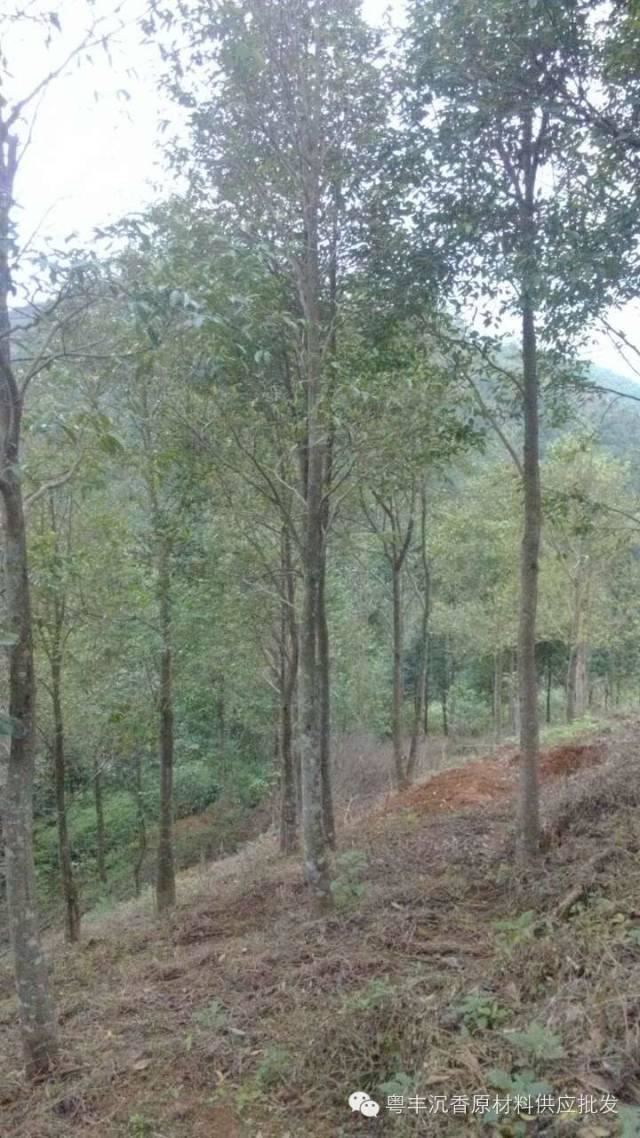 沉香苗木种植必须知道的知识与沉香的结香方式 沉香苗木种植必须知道的知识与沉香的结香方式