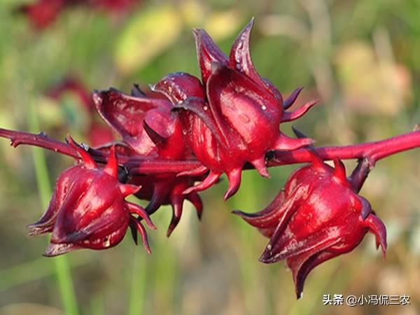 洛神果种植技巧：洛神果价值极高，掌握几招，收获高产洛神果