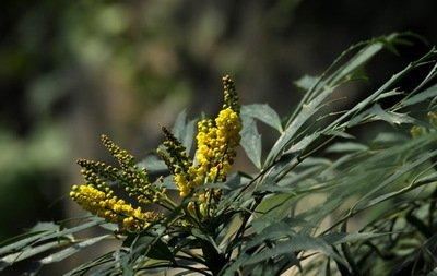 十大功劳可做盆栽,园林种植,花黄色 十大功劳可做盆栽,园林种植,花黄色