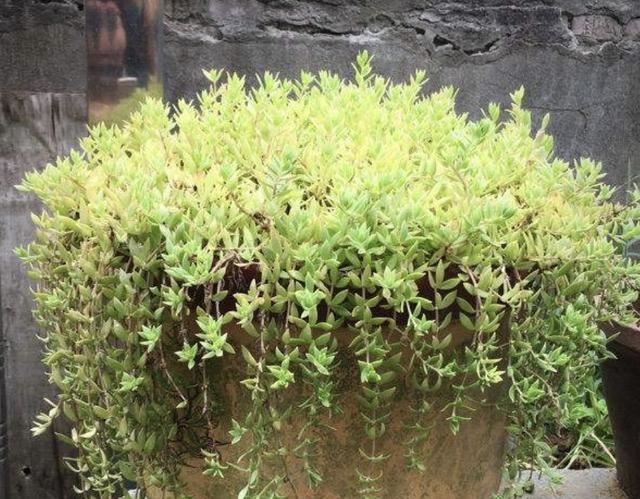 2种植物常被当成“野草”，花店老板娘却拔了“20棵”，卖18元