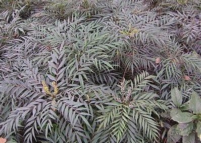 十大功劳可做盆栽,园林种植,花黄色 十大功劳可做盆栽,园林种植,花黄色