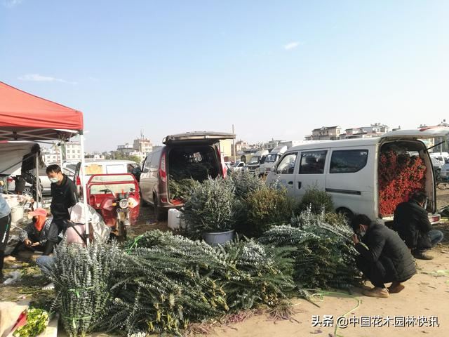 亚洲最大鲜切花交易市场恢复交易，登记进场花商花农不足3千人