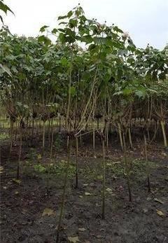 芙蓉花，花初开时为纯白色，后变为深红色，为稀有的名贵品种