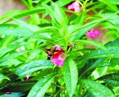 凤仙花别名指甲花，在各地庭园广泛栽培，白色、粉红色或紫色