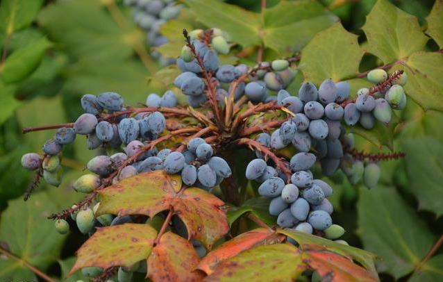十大功劳可做盆栽,园林种植,花黄色 十大功劳可做盆栽,园林种植,花黄色