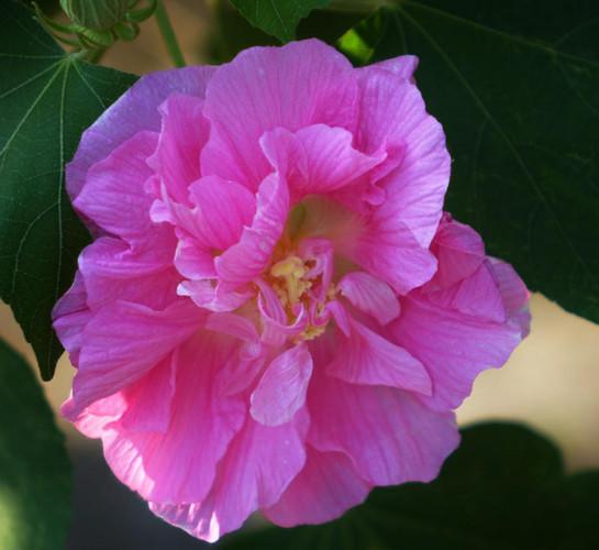 芙蓉花，花初开时为纯白色，后变为深红色，为稀有的名贵品种