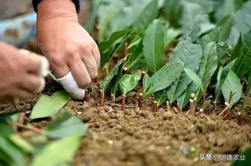 苗木扦插成活的技术“关键点”，成活率很高，硬技术在手不求人