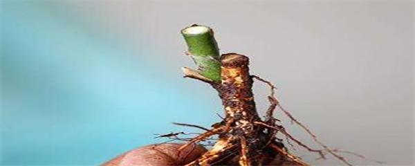 月季嫁接时间和方法