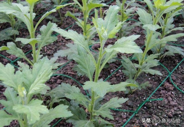 手把手教你种菊花！抓紧四大关键环节，产量大、效益高