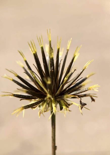 野外植物名字听着吓人，其实超有趣，大部分人童年都玩过它