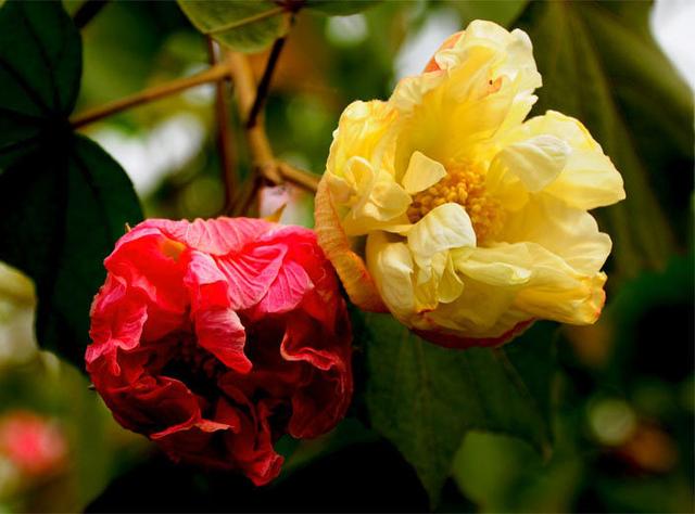 芙蓉花，花初开时为纯白色，后变为深红色，为稀有的名贵品种