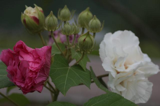 芙蓉花，花初开时为纯白色，后变为深红色，为稀有的名贵品种